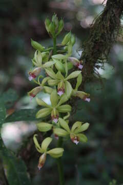 Phaius landyae resmi