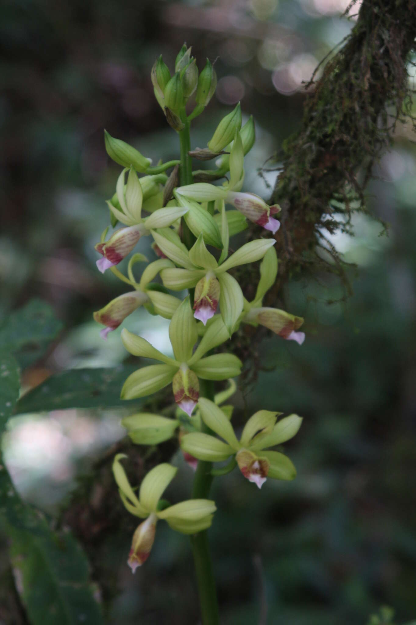 Image of Phaius landyae