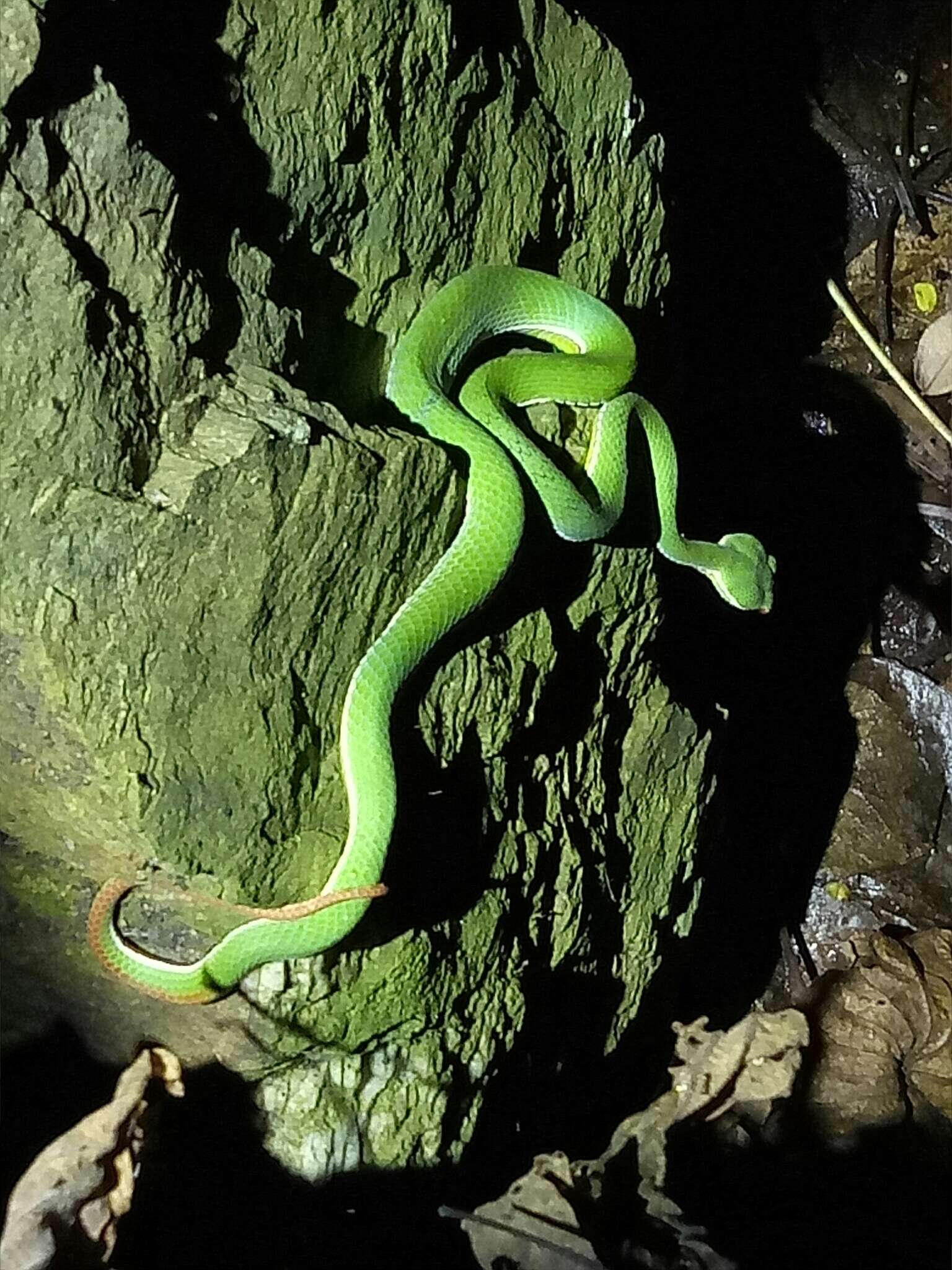 صورة Trimeresurus stejnegeri K. P. Schmidt 1925