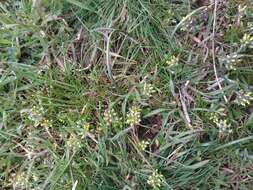 Слика од Alyssum umbellatum Desv.