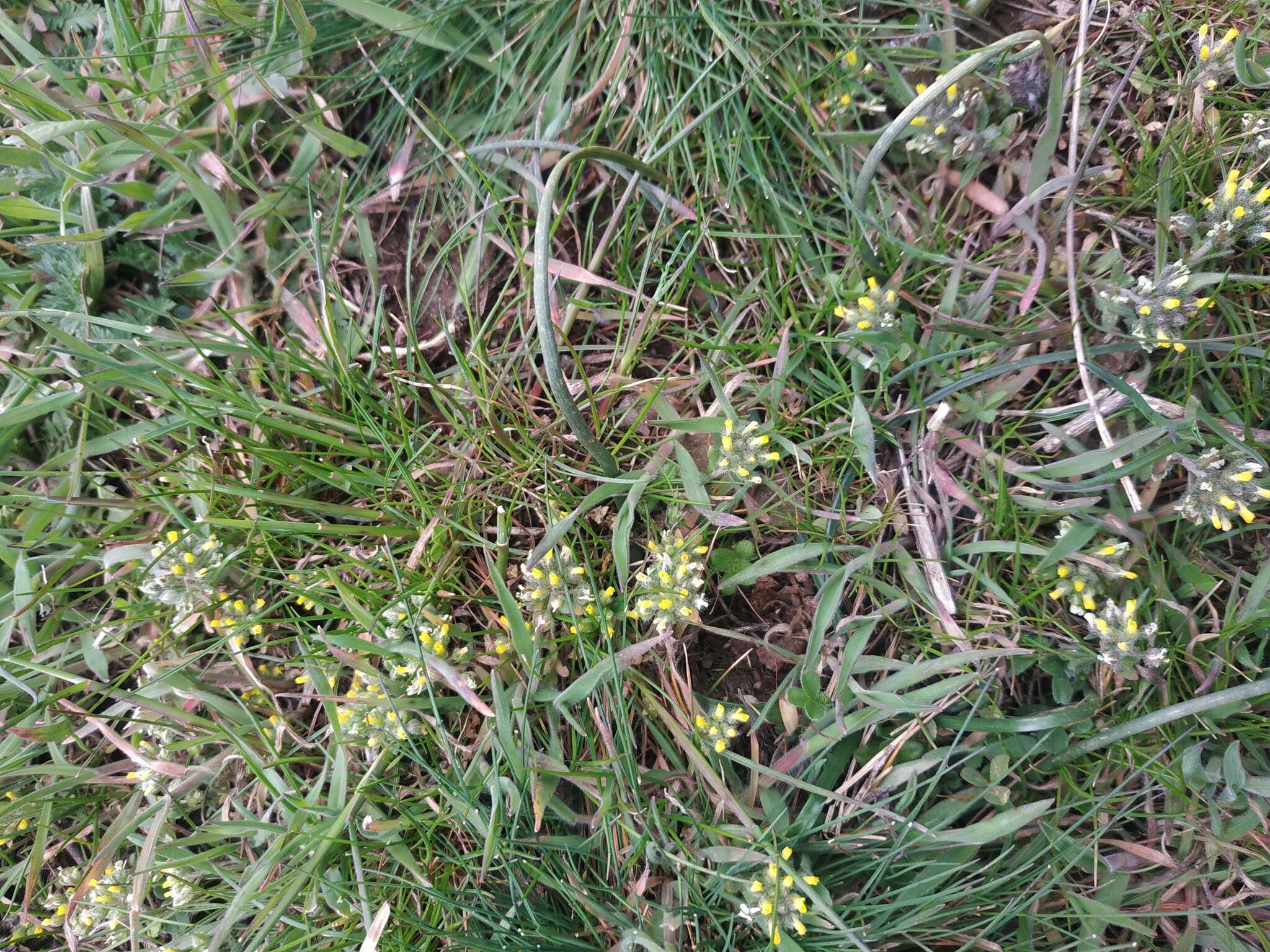 Слика од Alyssum umbellatum Desv.