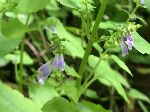 Imagem de Scutellaria lateriflora L.