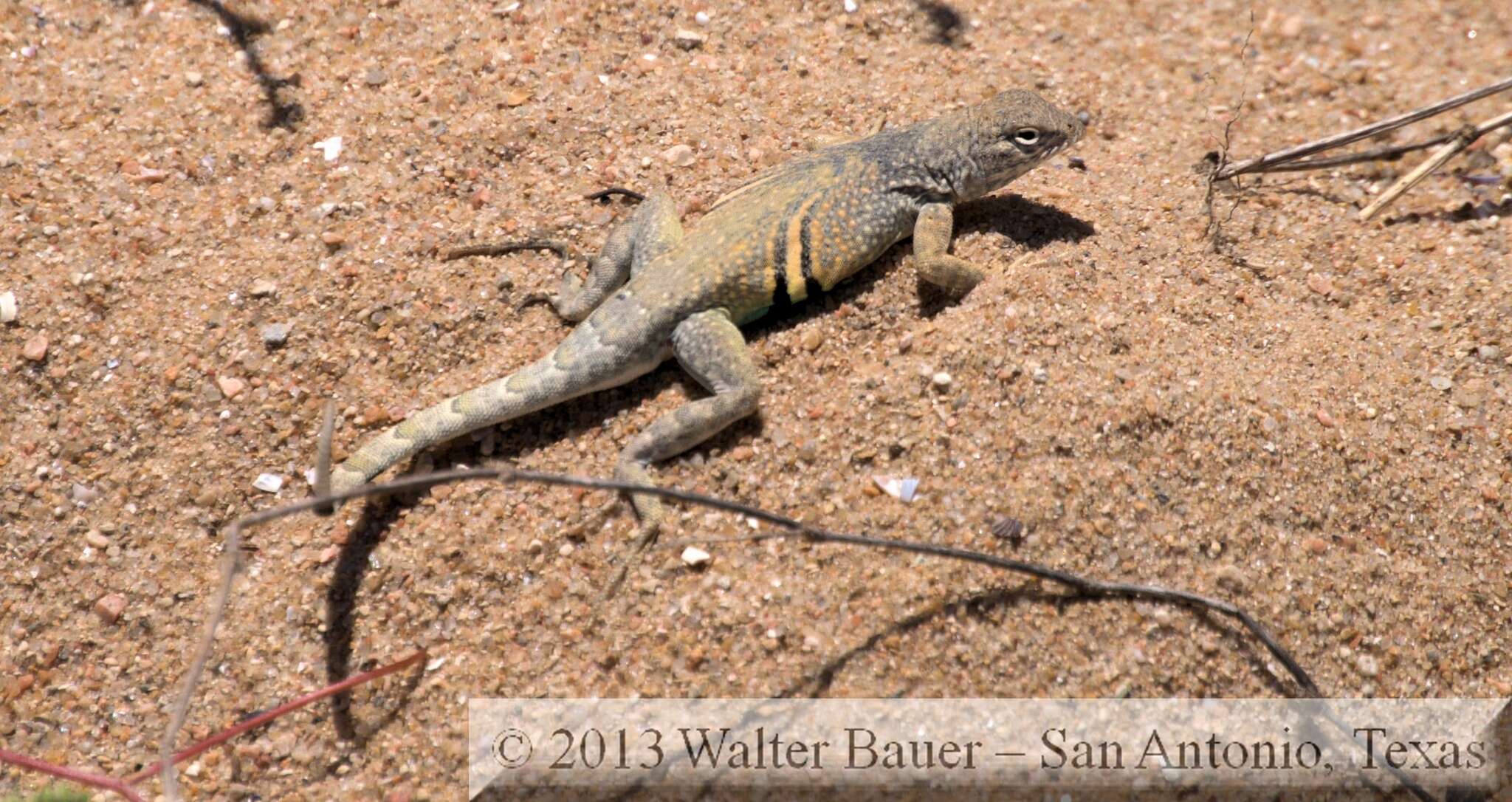 Image de Cophosaurus texanus texanus Troschel 1850