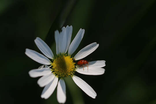 Sivun Neocrepidodera ferruginea (Scopoli 1763) kuva