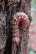 Image of Raspberry Bud Dagger Moth