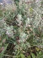 Imagem de Teucrium scordium subsp. scordioides (Schreb.) Arcang.