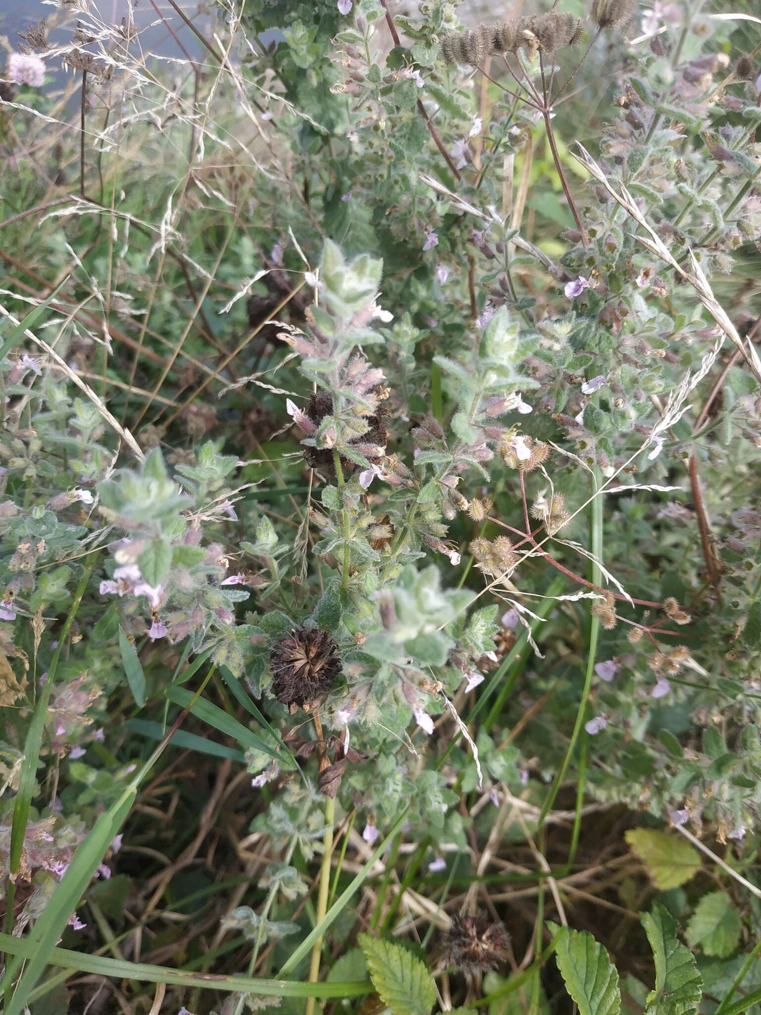 Imagem de Teucrium scordium subsp. scordioides (Schreb.) Arcang.