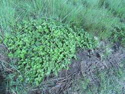 Image of tropical Mexican clover