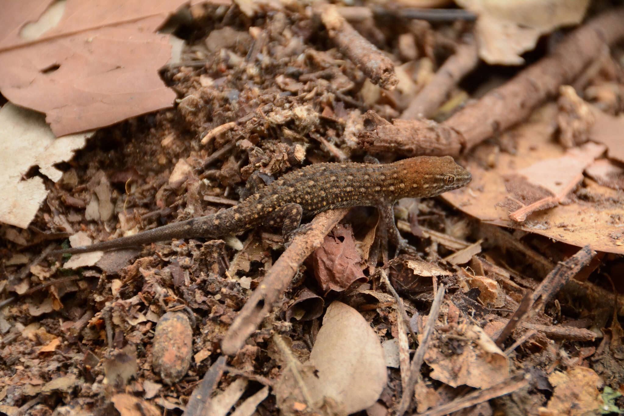 Image of Naked-toed Gecko