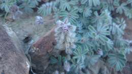 Image of downy prairie clover