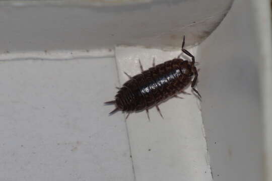 Image of Porcellio dispar Verhoeff 1901