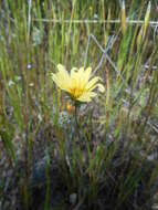 Image de Agoseris heterophylla var. cryptopleura Greene