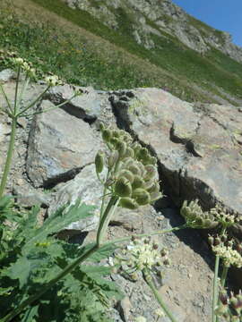 Слика од Heracleum freynianum Somm. & Levier