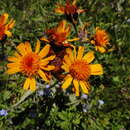 Image of Tephroseris integrifolia subsp. capitata (Wahlenb.) B. Nord.