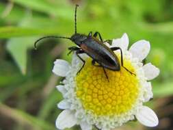 Image of Goose daisy