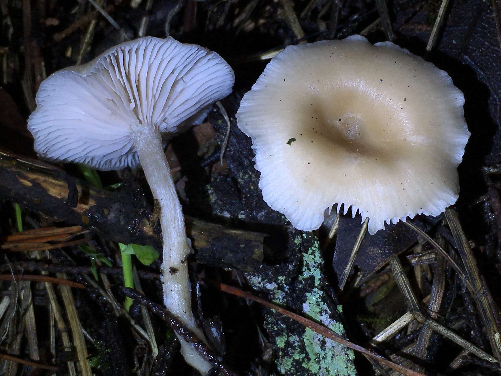 Plancia ëd Clitocybe fragrans (With.) P. Kumm. 1871