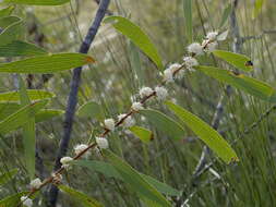 Imagem de Hakea benthamii I. M. Turner