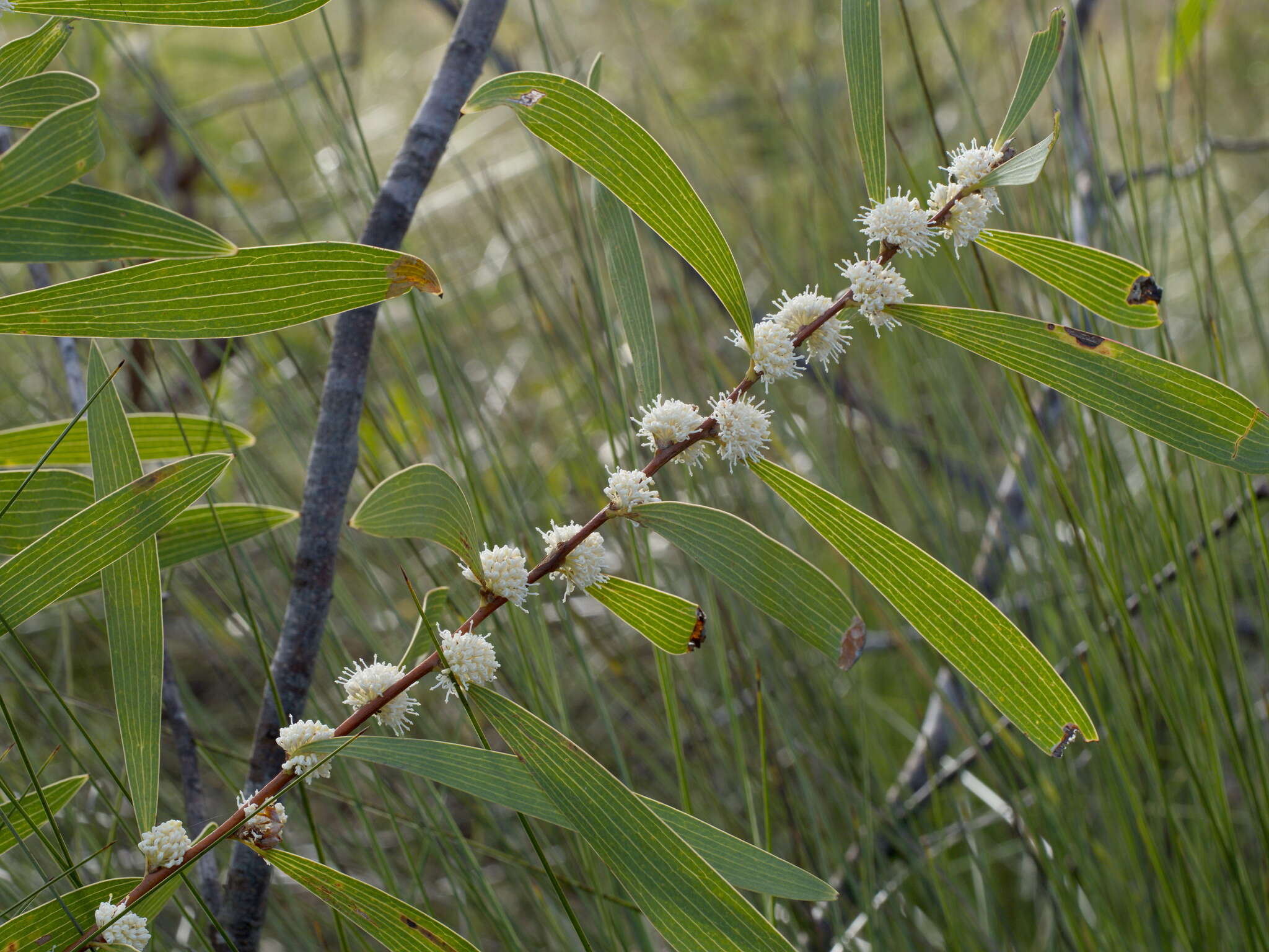 Imagem de Hakea benthamii I. M. Turner