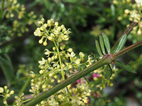 Image of Galium heldreichii Halácsy