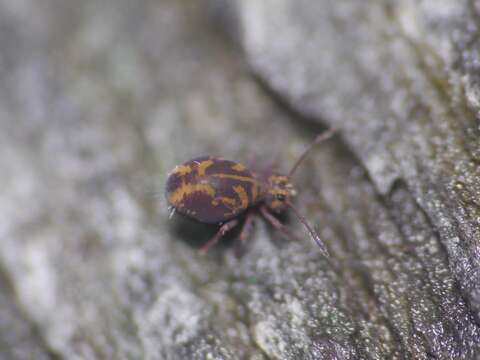 Image of Dicyrtomina violacea (Krausbauer 1898)