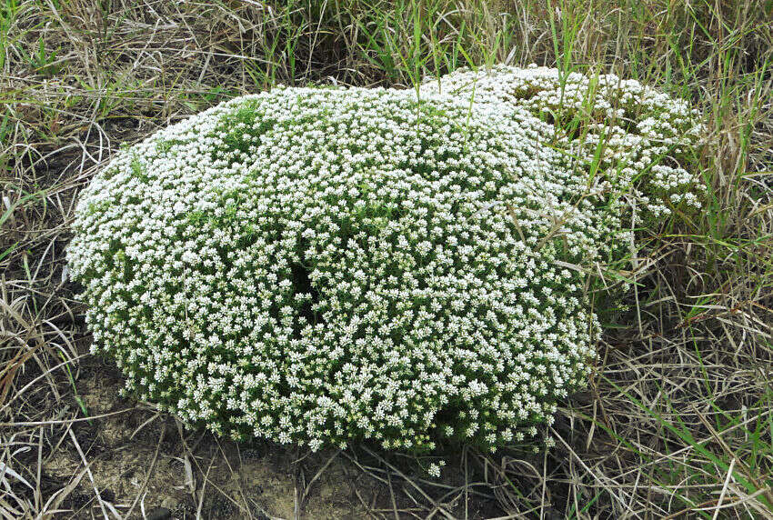 Image of Helichrysum asperum var. comosum (Sch. Bip.) Hilliard