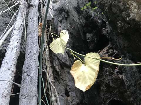 Cissus reniformis Domin的圖片