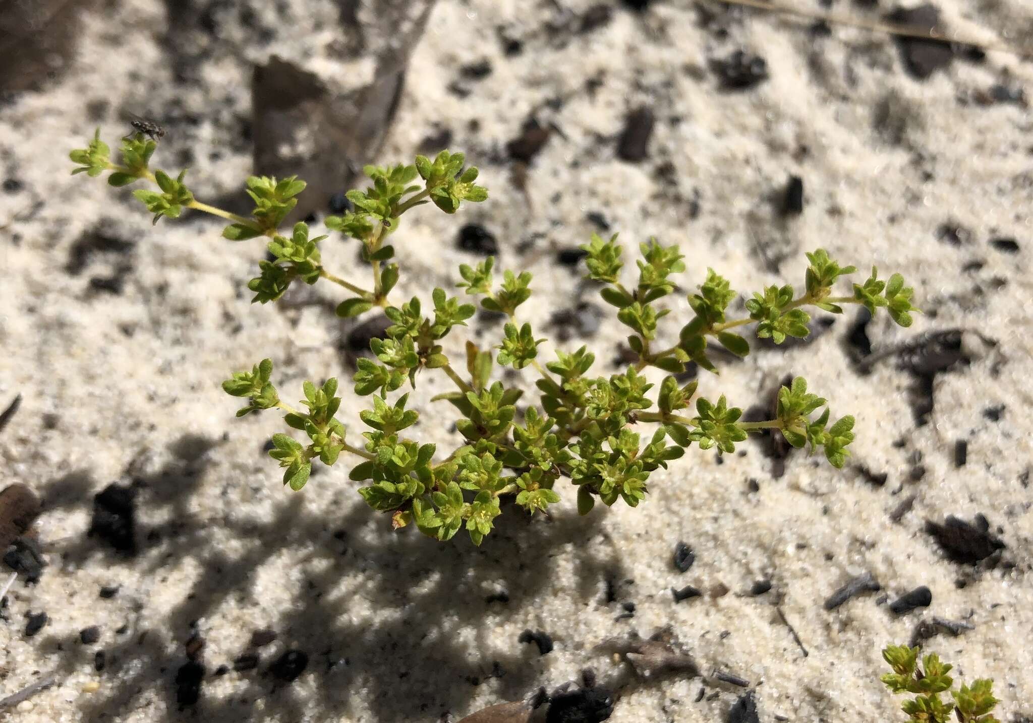 Image de Paronychia herniarioides (Michx.) Nutt.