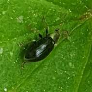 Image of Green Nettle Weevil