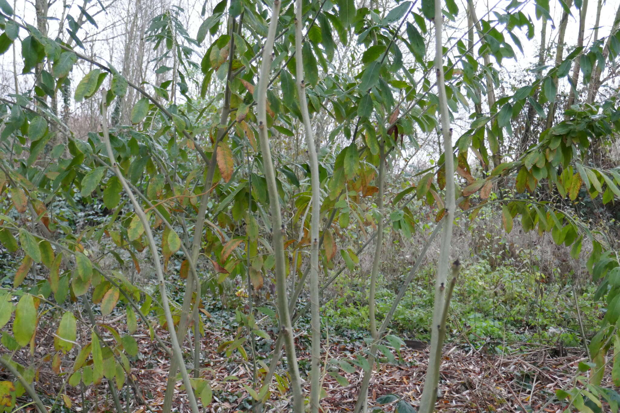 Image of silky-leaf osier