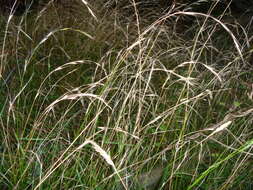 Image of Weeping Grass