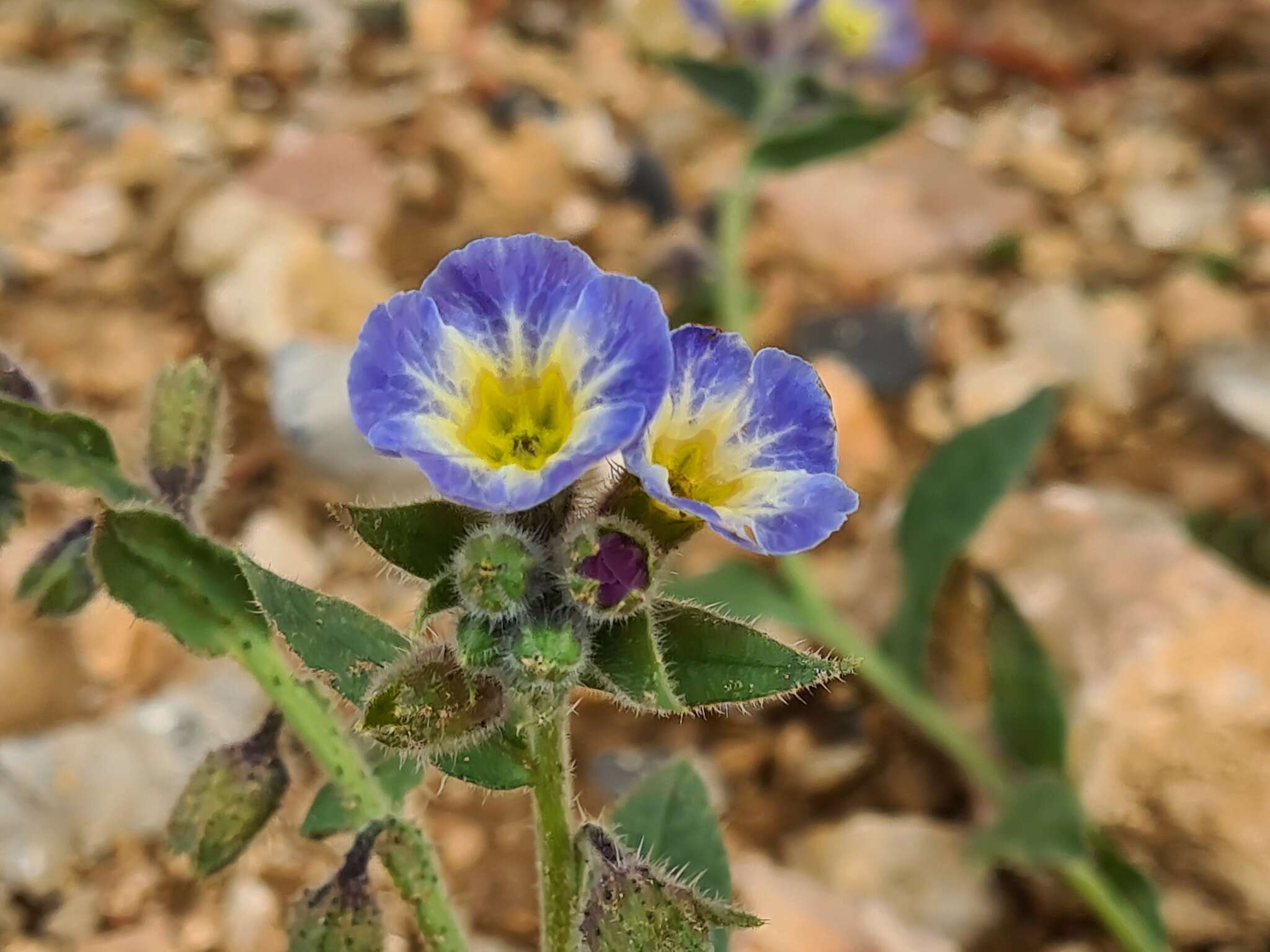 صورة Nonea versicolor (Stev.) Sweet