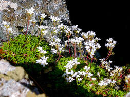 Sivun Saxifraga pedemontana subsp. cervicornis (Viv.) Engler kuva