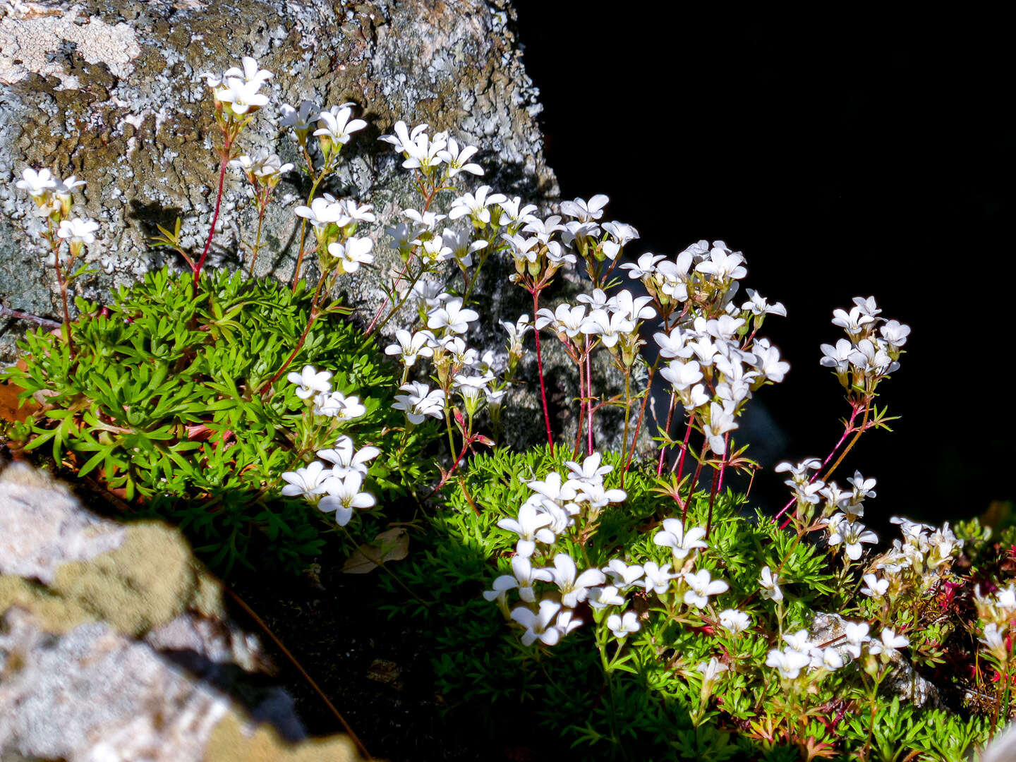 Sivun Saxifraga pedemontana subsp. cervicornis (Viv.) Engler kuva