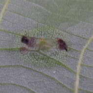 Image of Witch Hazel Cone Gall Aphid