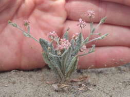 Image of rose and white buckwheat