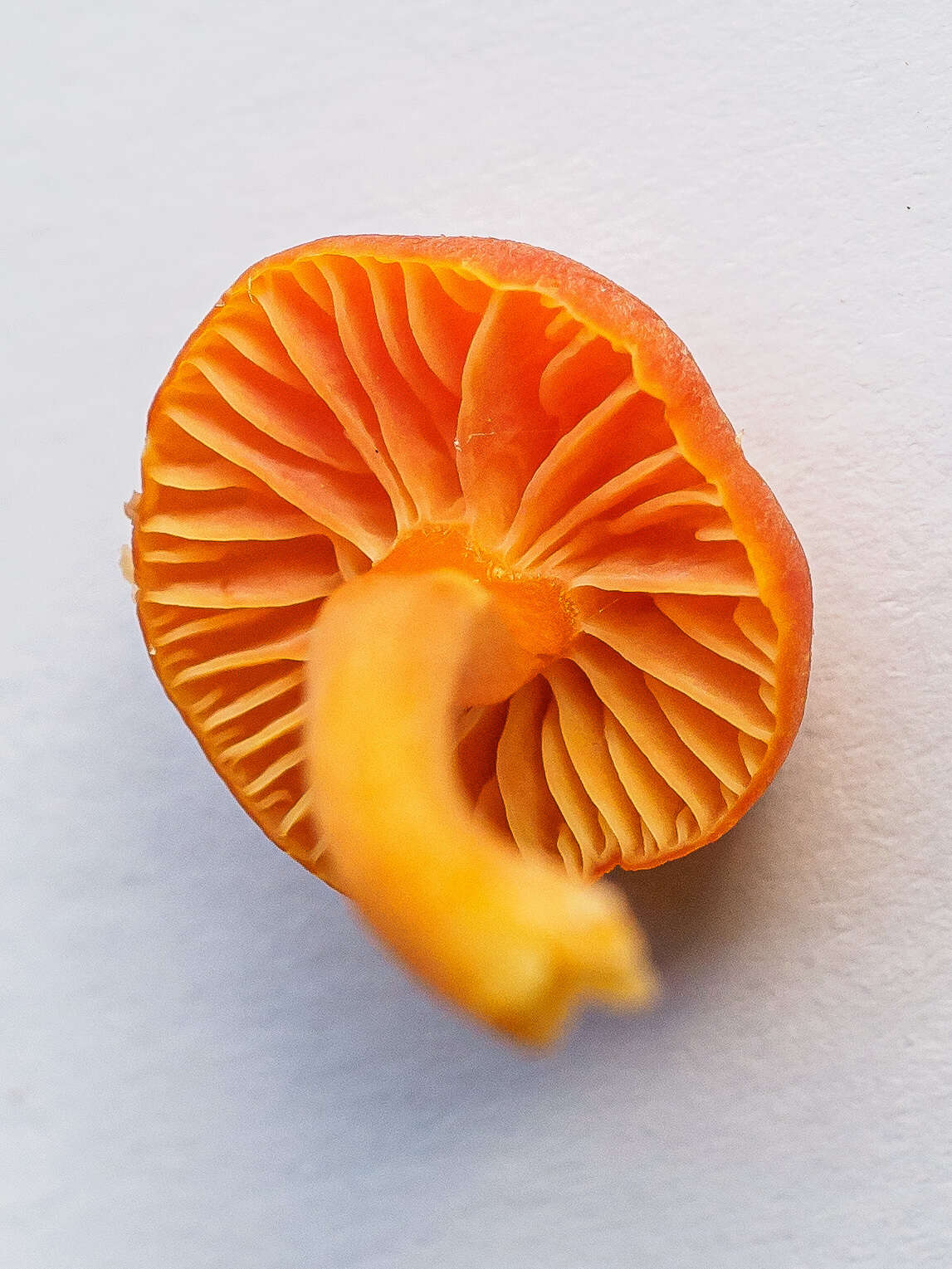 Sivun Hygrocybe calciphila Arnolds 1985 kuva