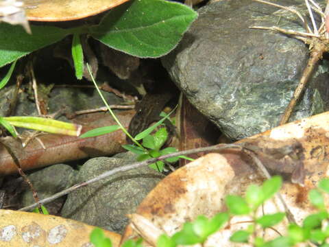 Imagem de Sphaerodactylus klauberi Grant 1931