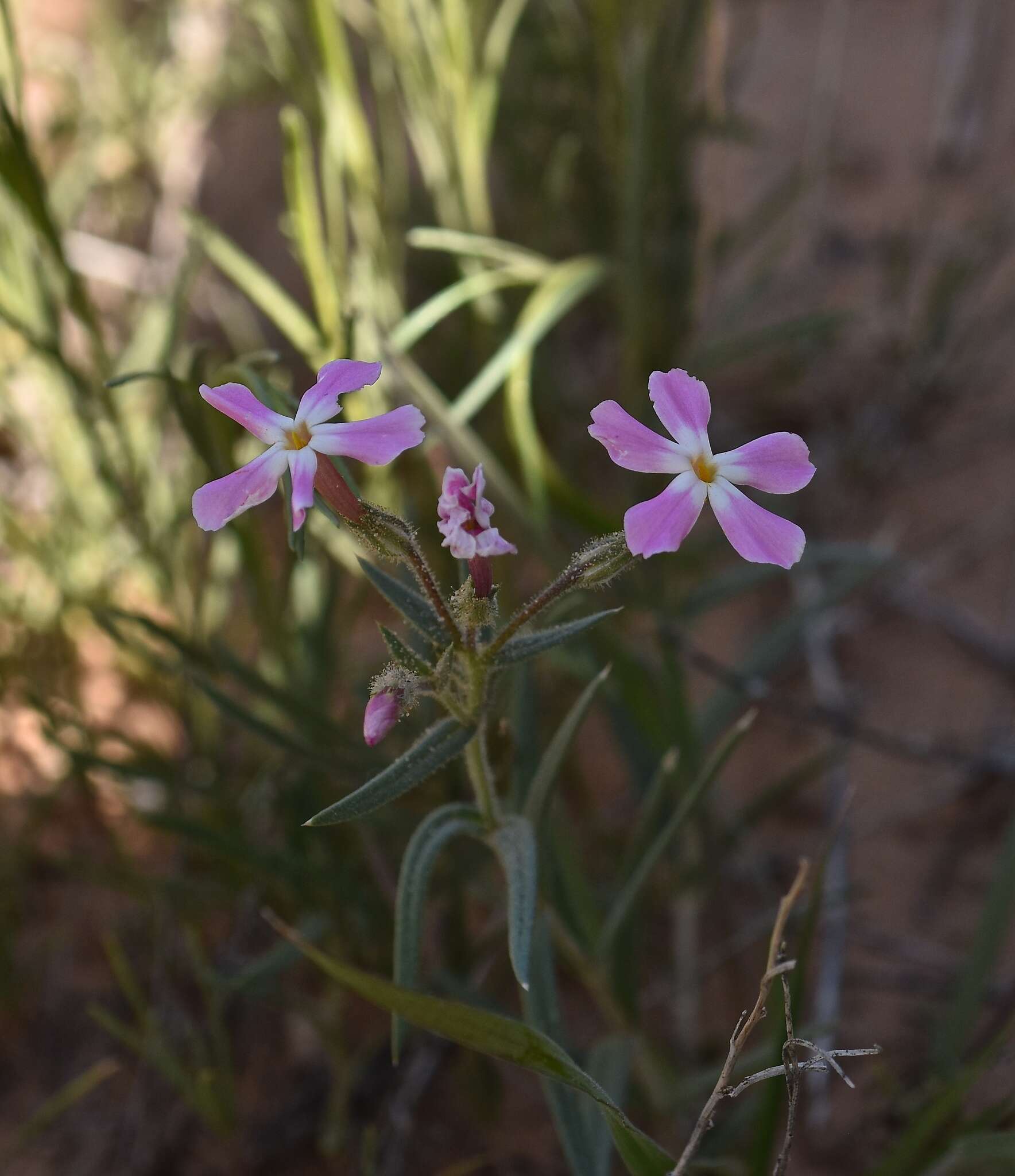 Image of cold-desert phlox