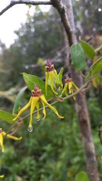 Image of Oxypetalum banksii Schult.