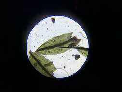 Image of oligotrichum moss