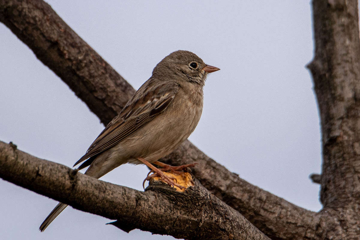 Image of Grey-necked Bunting