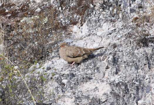 Image of Bare-faced Ground Dove