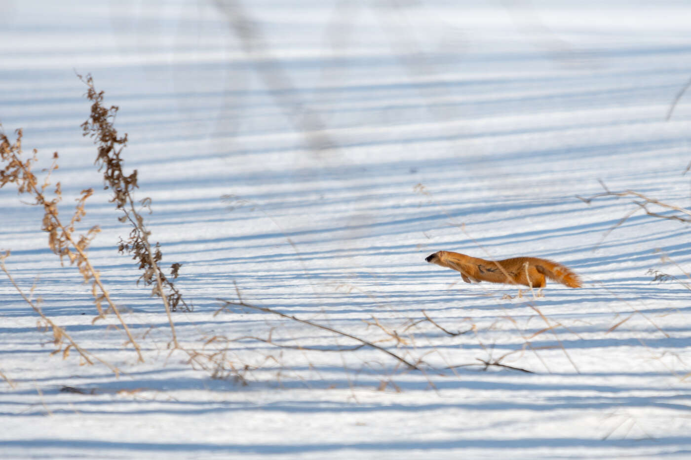 Image of Siberian Weasel