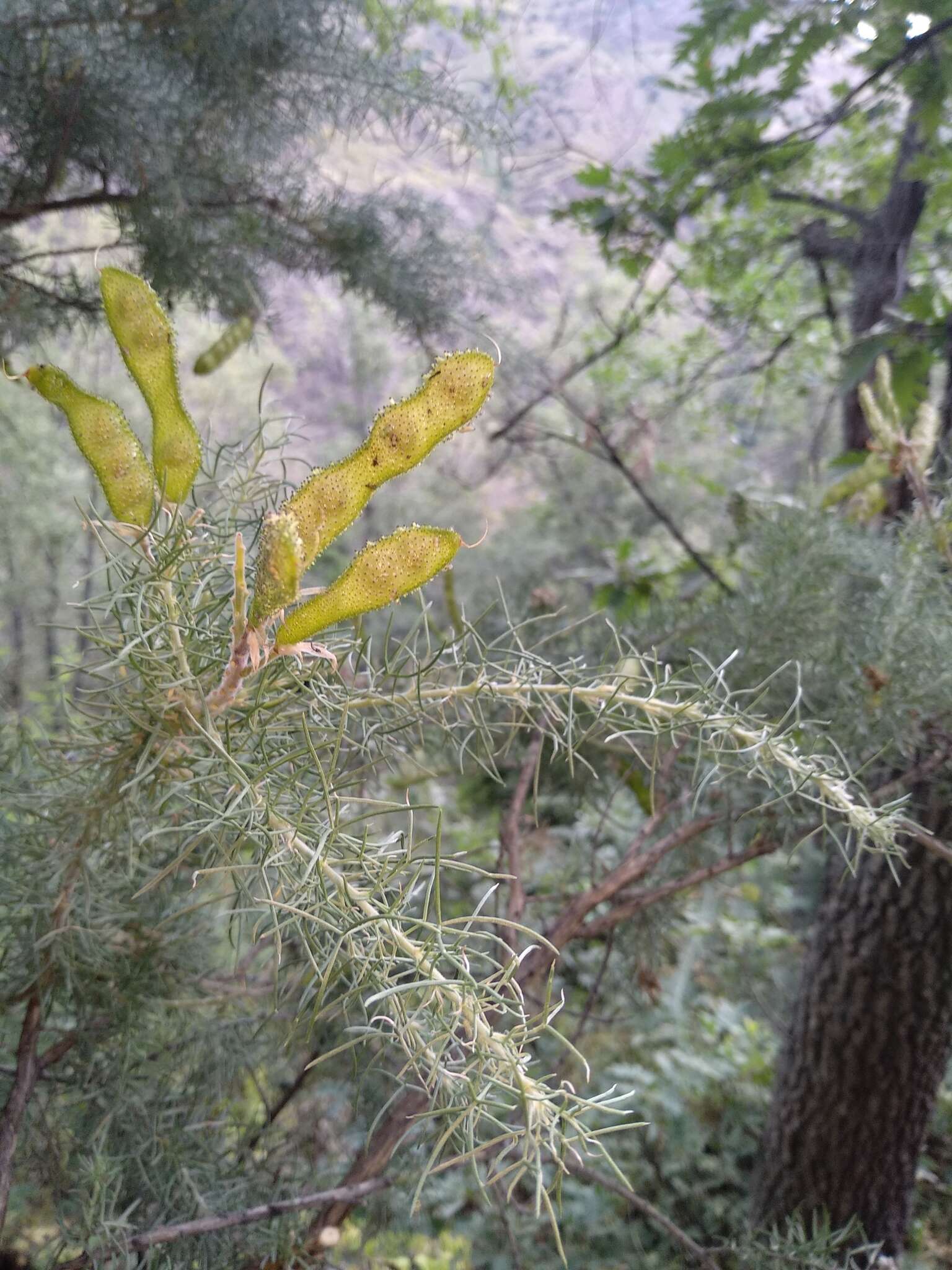 Sivun Adenocarpus decorticans Boiss. kuva