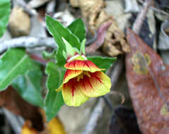 Plancia ëd Oenothera epilobiifolia Kunth