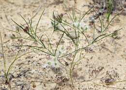 Image of Cuminum setifolium (Boiss.) Koso-Pol.