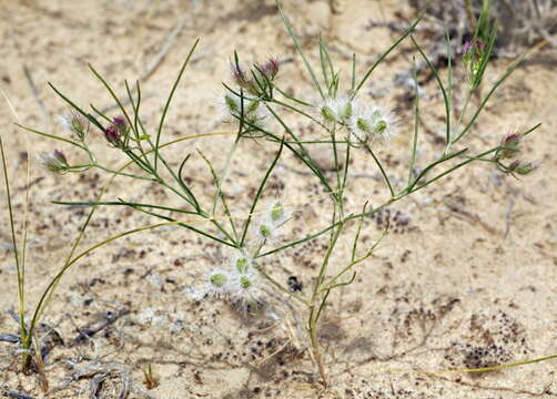 Imagem de Cuminum setifolium (Boiss.) Koso-Pol.