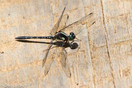 Sivun Neodythemis trinervulata (Martin 1902) kuva