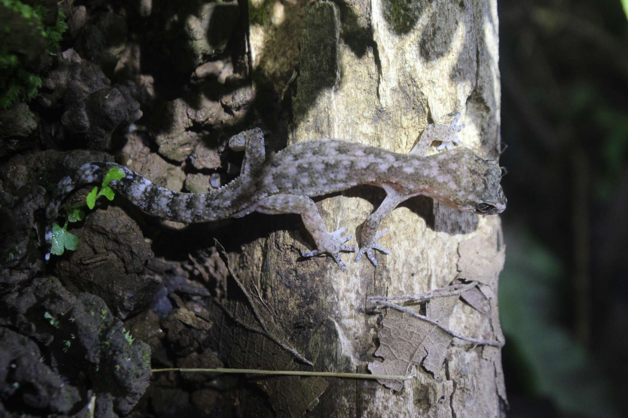 Image of Cyrtodactylus semiadii Riyanto, Bauer & Yudha 2014