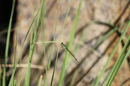 Image of Black-fronted Forktail